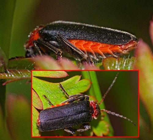 Cantharis fusca